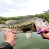 秋バスの狙い方【巻きの釣り】